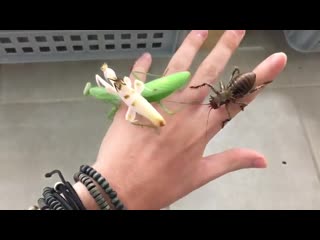 insect attack