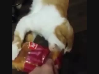 very hungry cat