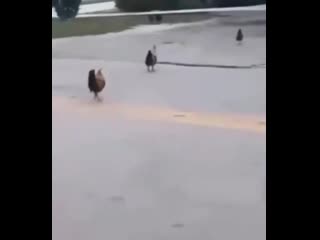 chickens go where they should