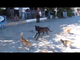 kittens piled on the dog in full)