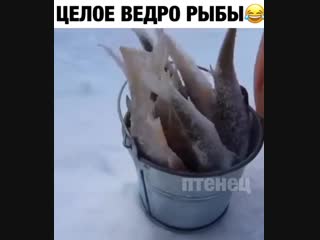 giant catch)