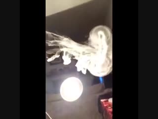 smoke jellyfish