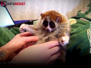 you think these lemurs are cute. see how the animals pay.