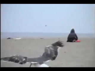 we fed seagulls laxative))